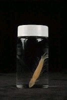 小骨鰧藏品圖，第3張
